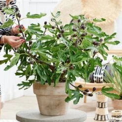 Fig Little Miss Figgy ('Lmf01') (PBR) -Herbalife Shop pl2000040198 card2 lg