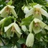 Clematis 'Christmas Surprise' 2 Clematis 'Christmas Surprise' -Herbalife Shop pl2000040204