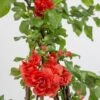 Chaenomeles Speciosa 'Orange Storm' (PBR) -Herbalife Shop pl2000040216