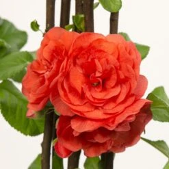 Chaenomeles Speciosa 'Orange Storm' (PBR) -Herbalife Shop pl2000040216 card3 lg