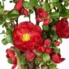 Chaenomeles Speciosa 'Scarlet Storm' (PBR) 1 Chaenomeles Speciosa 'Scarlet Storm' (PBR) -Herbalife Shop pl2000040217