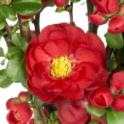 Chaenomeles Speciosa 'Scarlet Storm' (PBR) -Herbalife Shop pl2000040217 card3 lg