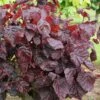 Corylus Avellana 'Red Majestic' -Herbalife Shop pl2000040221