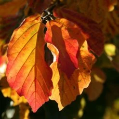 Parrotia Persica 7 Parrotia Persica -Herbalife Shop pl2000040236 card3 lg