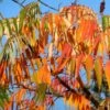 Rhus Typhina 'Dissecta' -Herbalife Shop pl2000040242