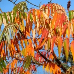 Rhus Typhina 'Dissecta'