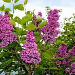 Syringa Vulgaris 'Andenken An Ludwig Späth' 7 Syringa Vulgaris 'Andenken An Ludwig Späth' -Herbalife Shop pl2000040245 card3 lg