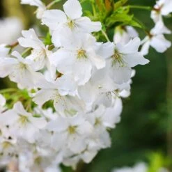 Prunus Incisa F. 'Yamadei'