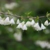 Halesia Carolina -Herbalife Shop pl2000040268