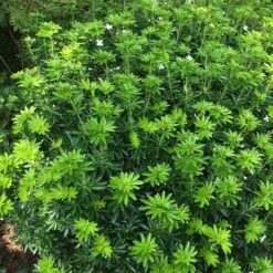 Choisya × Dewitteana Greenfingers ('Lissfing') (PBR) -Herbalife Shop pl2000040329 card3 lg