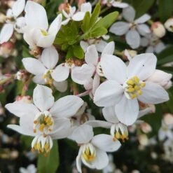 Choisya × Dewitteana Greenfingers ('Lissfing') (PBR) -Herbalife Shop pl2000040329 card4 lg