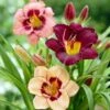 Hemerocallis Collection -Herbalife Shop pl2000040433