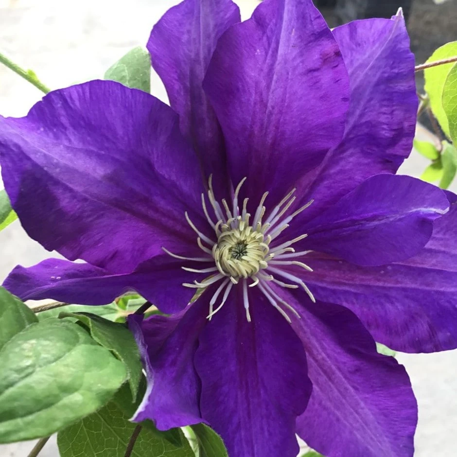 Clematis Duchess Of Cornwall ('Evipo118') (PBR) 3 Clematis Duchess Of Cornwall ('Evipo118') (PBR)