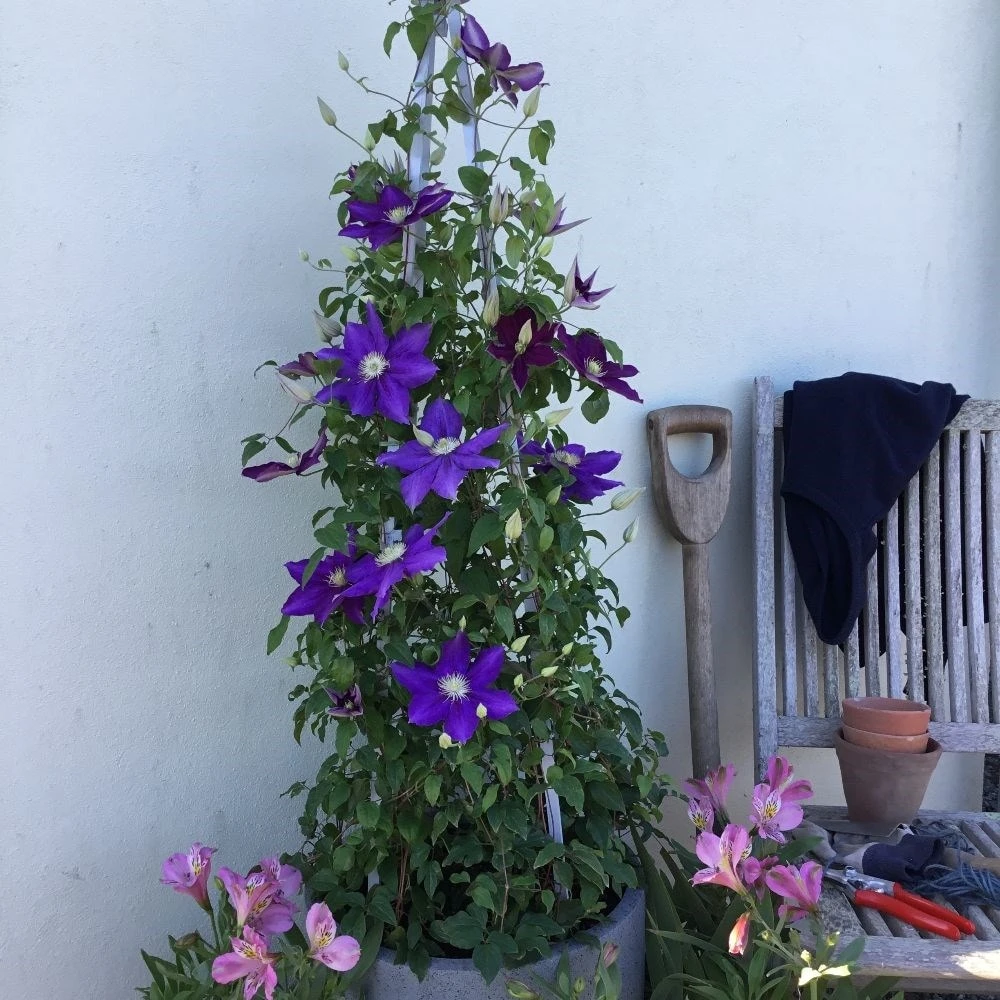 Clematis Duchess Of Cornwall ('Evipo118') (PBR) 4 Clematis Duchess Of Cornwall ('Evipo118') (PBR) - Image 2