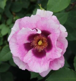 Rosa Eyes For You ('Pejbigeye') (PBR) 5 Rosa Eyes For You ('Pejbigeye') (PBR) -Herbalife Shop pl2000040464 card2 lg