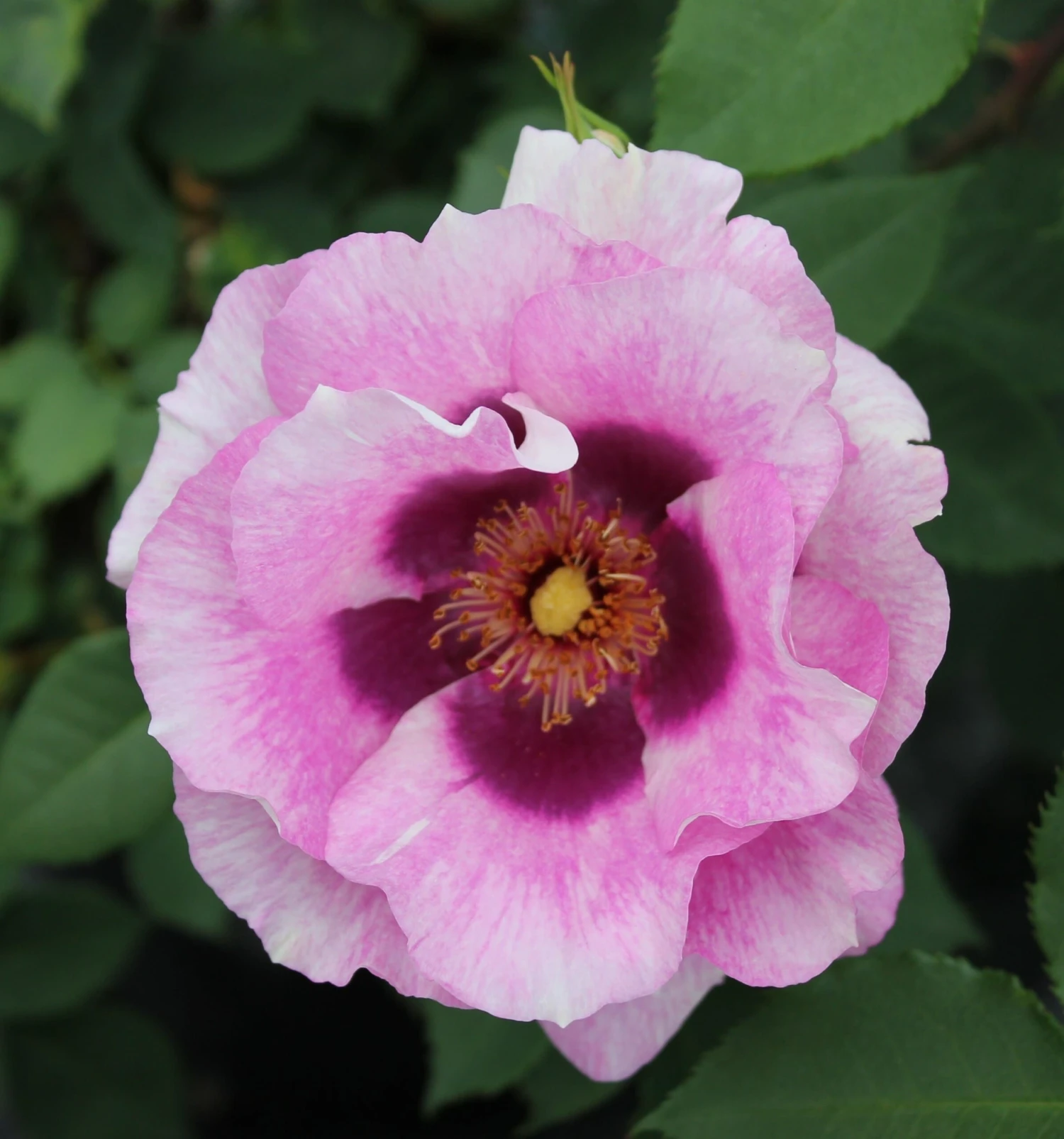 Rosa Eyes For You ('Pejbigeye') (PBR) 4 Rosa Eyes For You ('Pejbigeye') (PBR) - Image 2