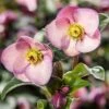 Helleborus HGC Ice 'n' Roses Early Rose ('Coseh 4000') (PBR) -Herbalife Shop pl2000040472