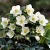 Helleborus HGC Ice 'n' Roses White ('Coseh 4500') (PBR) -Herbalife Shop pl2000040473