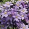 Clematis Cézanne ('Evipo023') (PBR) (Boulevard Series) -Herbalife Shop pl2000040480