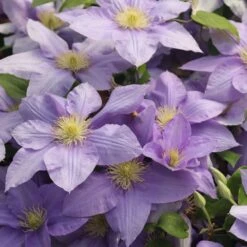 Clematis Cézanne ('Evipo023') (PBR) (Boulevard Series) -Herbalife Shop pl2000040480 card2 lg