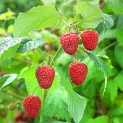 Raspberry 'Malling Promise'