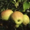 Apple 'Golden Delicious' 1 Apple 'Golden Delicious' -Herbalife Shop pl2000040491