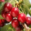 Cherry 'Summer Sun' 2 Cherry 'Summer Sun' -Herbalife Shop pl2000040501