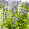 Caryopteris × Clandonensis Hint Of Gold ('Lisaura') (PBR) -Herbalife Shop pl2000040531