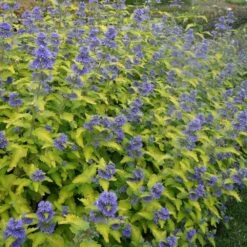 Caryopteris × Clandonensis Hint Of Gold ('Lisaura') (PBR) -Herbalife Shop pl2000040531 card4 lg