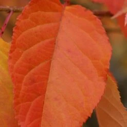 Prunus 'Kofugen' -Herbalife Shop pl2000040733 card4 lg