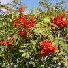 Sorbus Aucuparia 2 Sorbus Aucuparia -Herbalife Shop pl2000040741