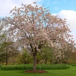 Prunus 'Ichiyo' -Herbalife Shop pl2000040747 card2 lg