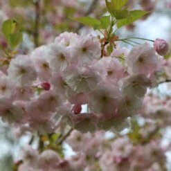 Prunus 'Ichiyo' -Herbalife Shop pl2000040747 card5 lg