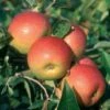 Apple 'Laxton's Superb' 1 Apple 'Laxton's Superb' -Herbalife Shop pl2000040753