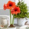 Hippeastrum 'Royal Red' -Herbalife Shop pl2000040848