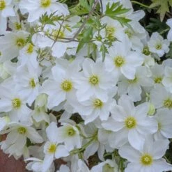 Clematis × Cartmanii 'Avalanche' (PBR) 8 Clematis × Cartmanii 'Avalanche' (PBR) -Herbalife Shop pl2000041160 card2 lg