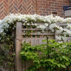 Clematis × Cartmanii 'Avalanche' (PBR) 10 Clematis × Cartmanii 'Avalanche' (PBR) -Herbalife Shop pl2000041160 card4 lg