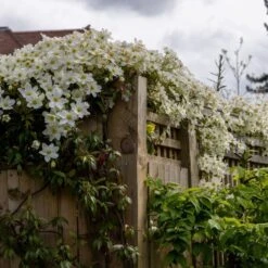 Clematis × Cartmanii 'Avalanche' (PBR) 11 Clematis × Cartmanii 'Avalanche' (PBR) -Herbalife Shop pl2000041160 card5 lg