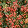 Cotoneaster × Suecicus 'Coral Beauty'