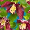 Clematis Cirrhosa Var. Purpurascens 'Lansdowne Gem' -Herbalife Shop pl2000041221