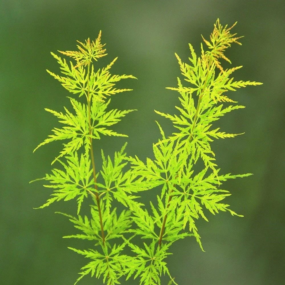 Acer Palmatum 'Seiryu' 4 Acer Palmatum 'Seiryu' - Image 2