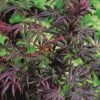 Acer Palmatum 'Trompenburg' -Herbalife Shop pl2000041405