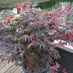 Acer Palmatum 'Trompenburg' -Herbalife Shop pl2000041405 card2 lg