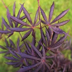 Acer Palmatum 'Trompenburg' -Herbalife Shop pl2000041405 card3 lg