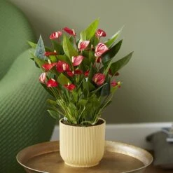 Anthurium 'Million Flowers' -Herbalife Shop pl2000041447 card3 lg