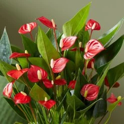Anthurium 'Million Flowers' -Herbalife Shop pl2000041447 card4 lg