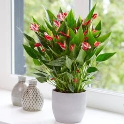 Anthurium 'Million Flowers' -Herbalife Shop pl2000041447 card5 lg