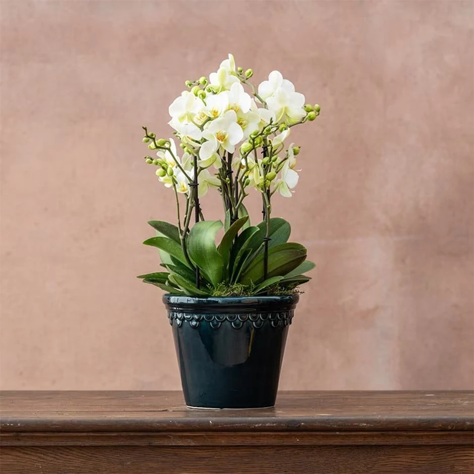 Phalaenopsis 'Bellissimo Bella' 3 Phalaenopsis 'Bellissimo Bella'