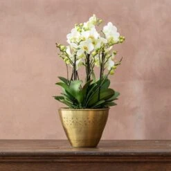 Phalaenopsis 'Bellissimo Bella' 6 Phalaenopsis 'Bellissimo Bella' -Herbalife Shop pl2000041450 card2 lg