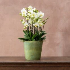 Phalaenopsis 'Bellissimo Bella' 7 Phalaenopsis 'Bellissimo Bella' -Herbalife Shop pl2000041450 card3 lg